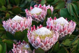 Protea National Flower – Explore the Beauty of South Africa’s National Flower