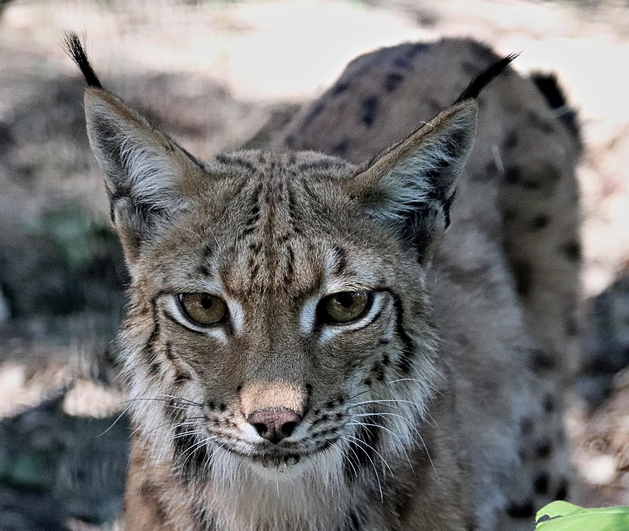 Feature, beast, feline — Precious Pieces to Honor a Special Life