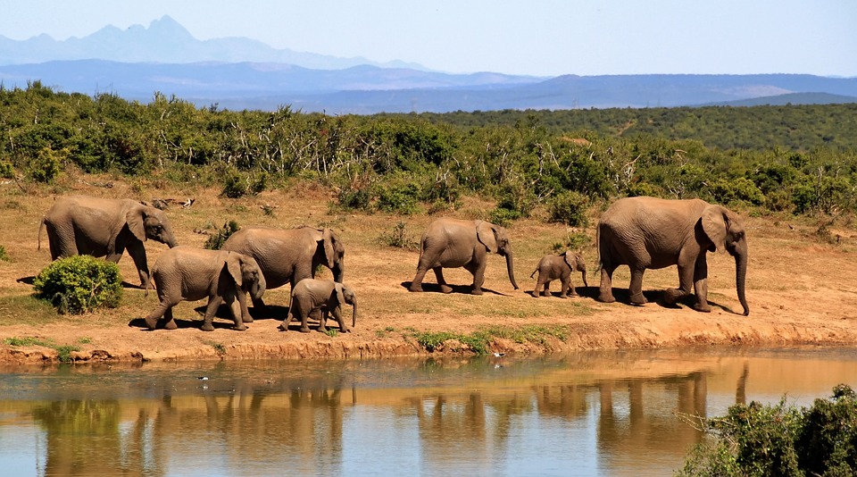 Safari Lodges Tips