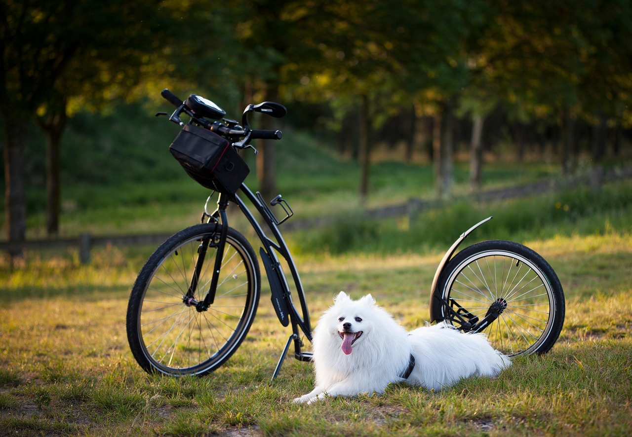 Dog, scooter, bicycle — Upcoming Card Show Events in North Carolina You Can't Miss