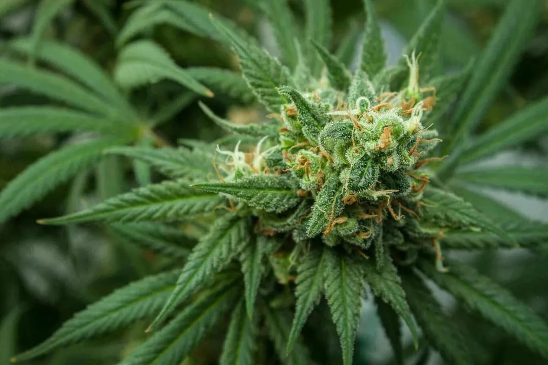 Weed Dispensary Canada Ensuring Safe Purchases and Authentic Selections